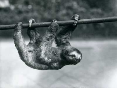 Een drietenige luiaard beweegt zich langzaam langs een paal in de dierentuin van Londen, ca. 1913 door Frederick William Bond
